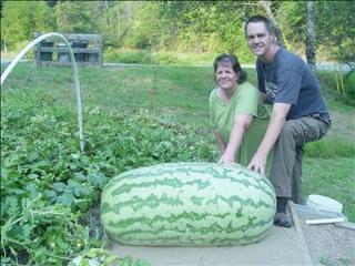 how much does a watermelon weigh how much does a watermelon weigh