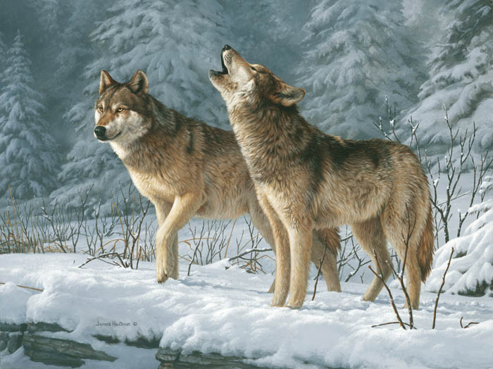 wolfs