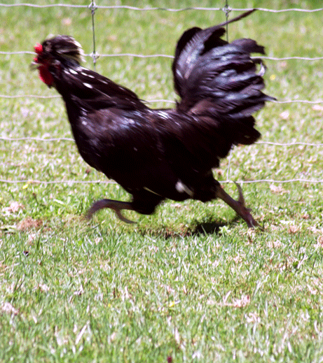 He crows about his chicken coup, instead of God himself. 